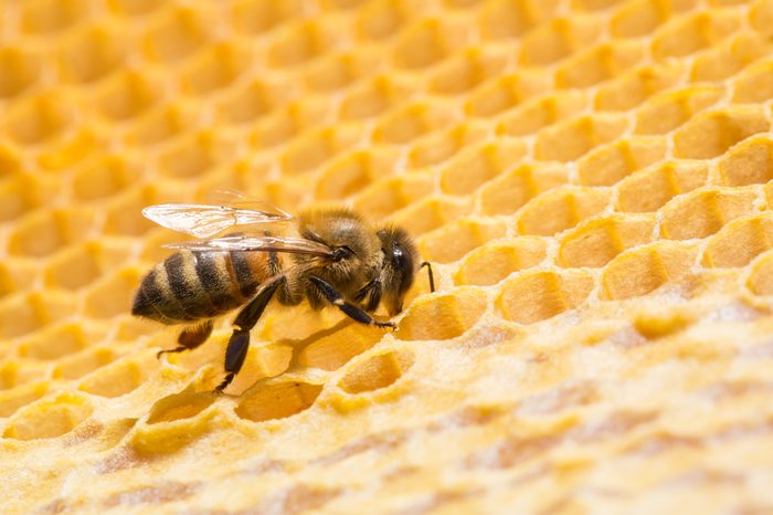 Close up view of the working bees on honeycells.