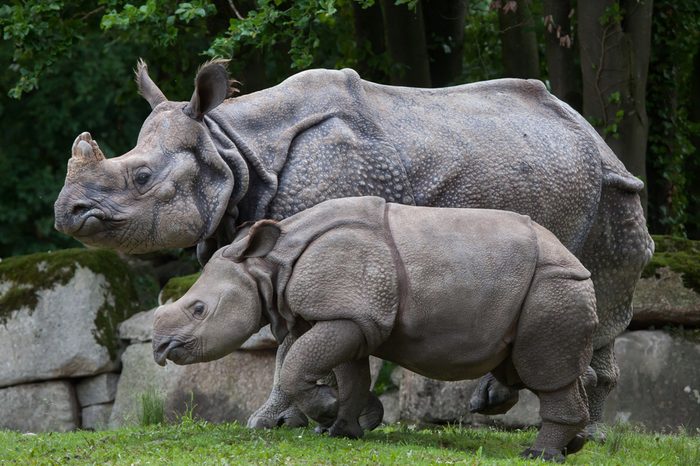 Newborn Indian rhinoceros (Rhinoceros unicornis) with its mother.
