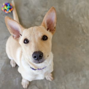 A tan dog sits looking up on a concrete floor, with a colorful toy ball nearby.