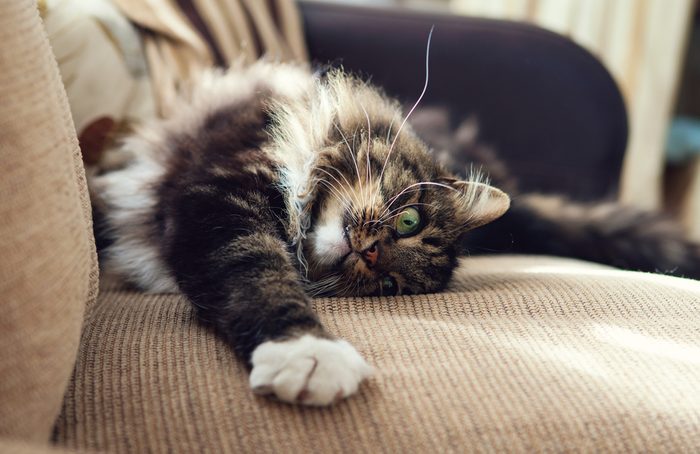 vinegar uses keep cat away