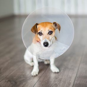 Dog wearing a cone sits on a wooden floor in a room with light-colored walls.