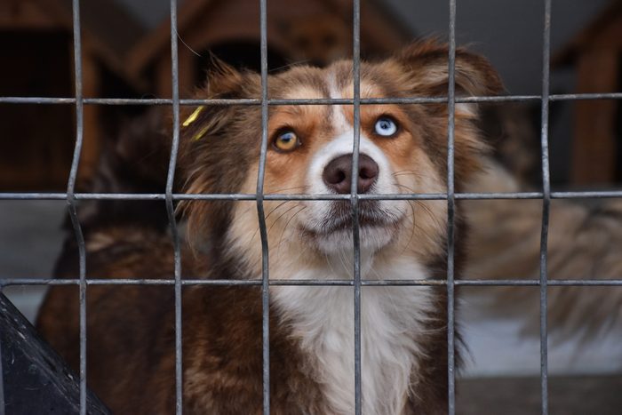 Shelter dog