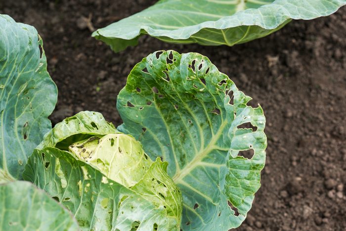 vinegar uses eliminate garden insects