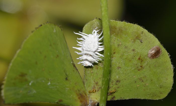 White vinegar uses mealy bug removal