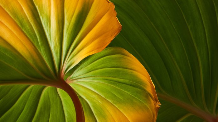 vinegar uses stop yellowing leaves