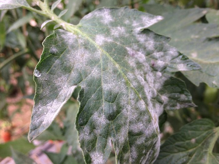 white vinegar to treat plant diseases and plant rust