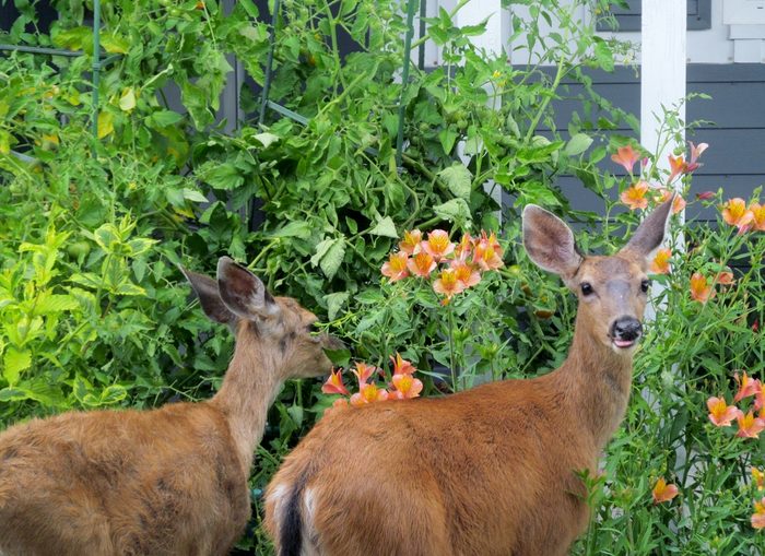 vinegar uses keep out deer
