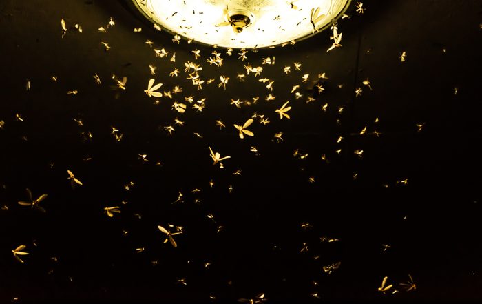 vinegar uses trap to lure flying insects