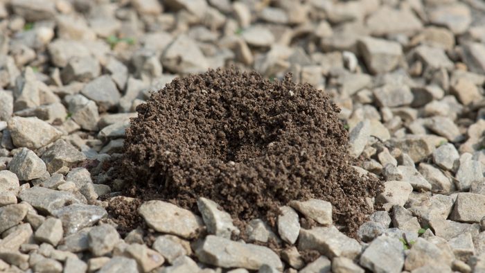 vinegar uses get rid of ants