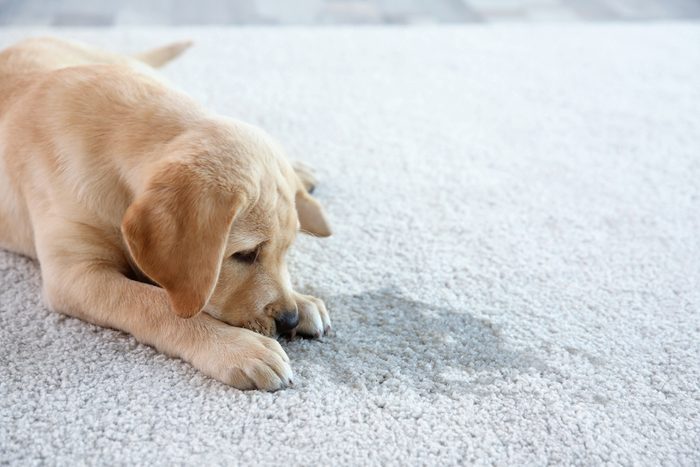 White vinegar for cleaning pet accidents dog pee