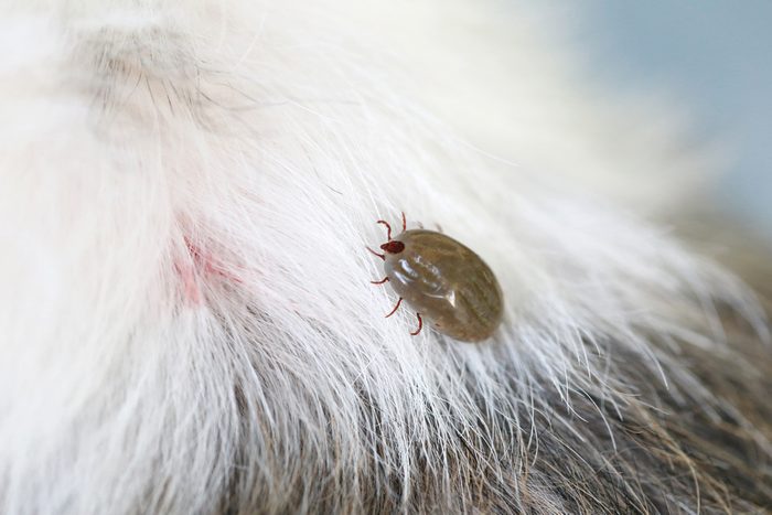 vinegar uses protect against fleas and tics