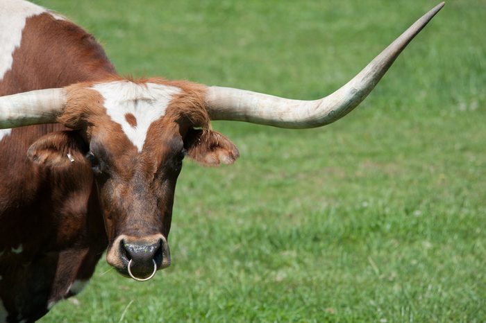 A longhorn bull in a pasture, grazing, standing
