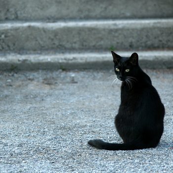 A black cat sits on gray gravel outdoors, with concrete steps in the background, looking back over its shoulder.