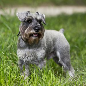 A gray Schnauzer stands alert in a grassy field, surrounded by lush greenery.