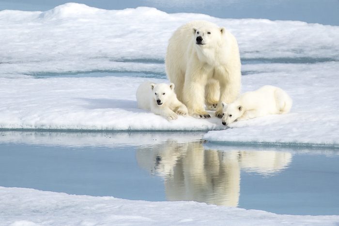 A mother bear keeping an eye as her two cubs rest peacefully by her side in the Norwegian Arctic in Svalbard