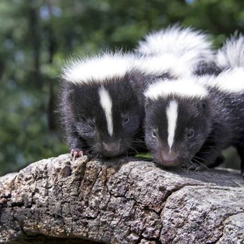 Two baby skunks stand atop a rough log in a lush forest setting.