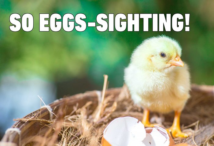 chick egg