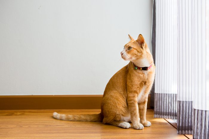 Ginger Cat with collar sitting in the room