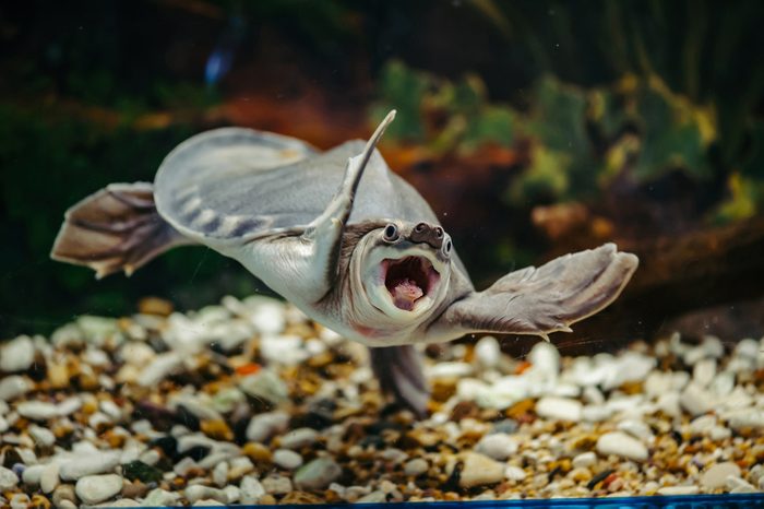Carettochelys insculpta. The merry turtle swims under the water. Funny animals.