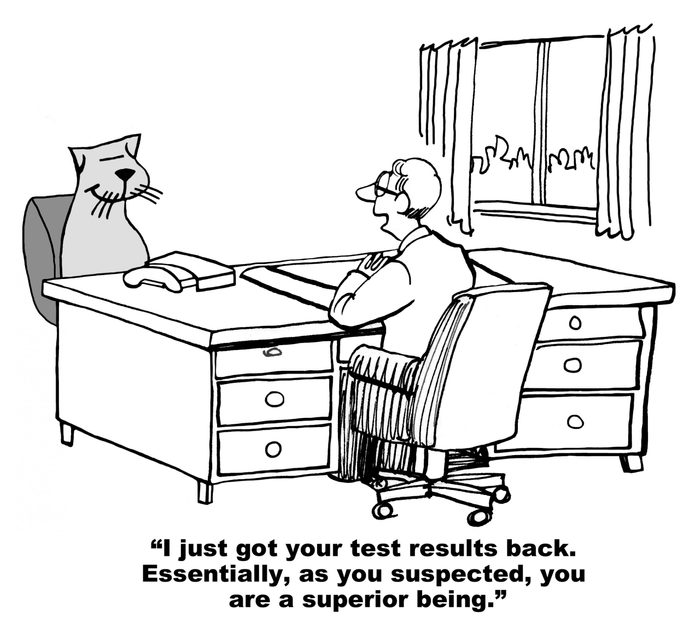 cat medical cartoon