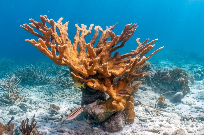 Coral reef in Carbiiean Sea off coast of Bonaire