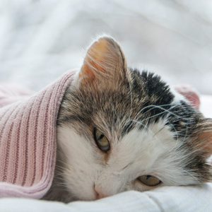 Cat rests under pink blanket, lying comfortably near a window with a snowy landscape outside.
