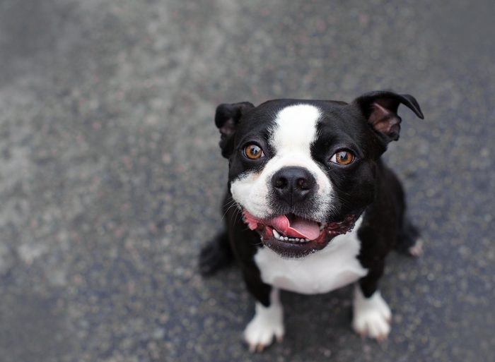 Cute, Slobbery Dog