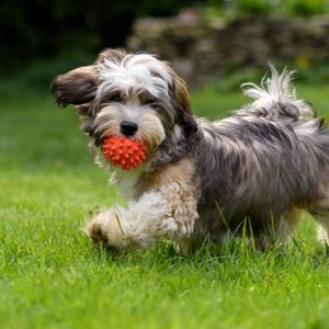 A fluffy dog holds a spiky red ball in its mouth, running across a green grassy lawn with a stone wall in the background.