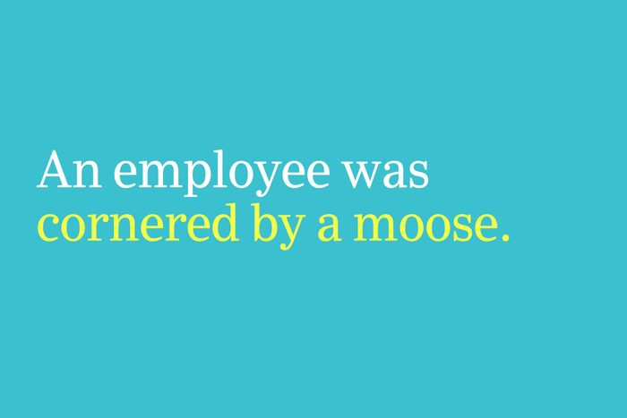 cornered by a moose
