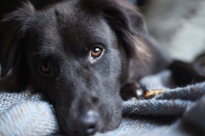Puppy and Blanket