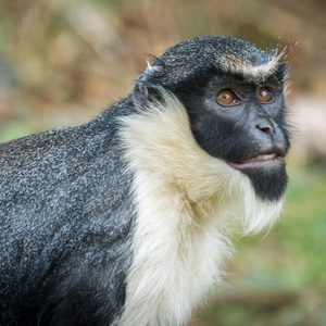 Monkey with white beard sits alertly, surrounded by blurred greenery.