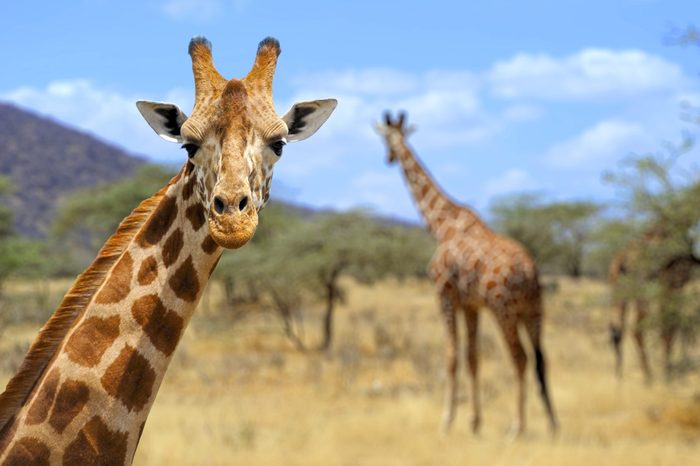 Giraffe in front Amboseli national park Kenya