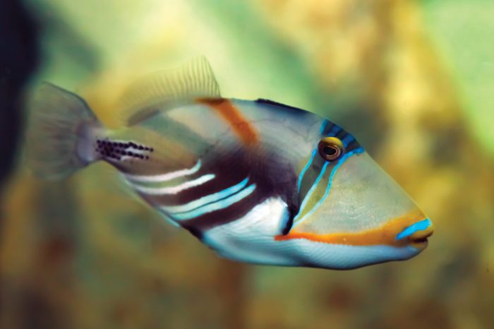 Picasso triggerfish