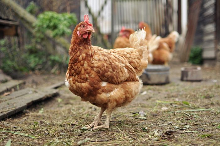 Brown hen on farm yard outdoors. Focused on the hen�s head.
