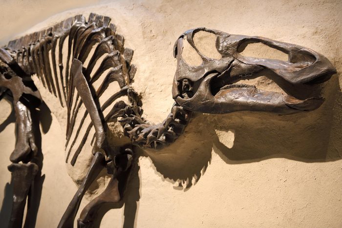 edmontosaurus