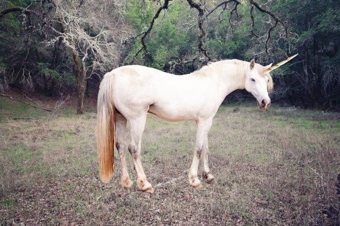 Unicorn