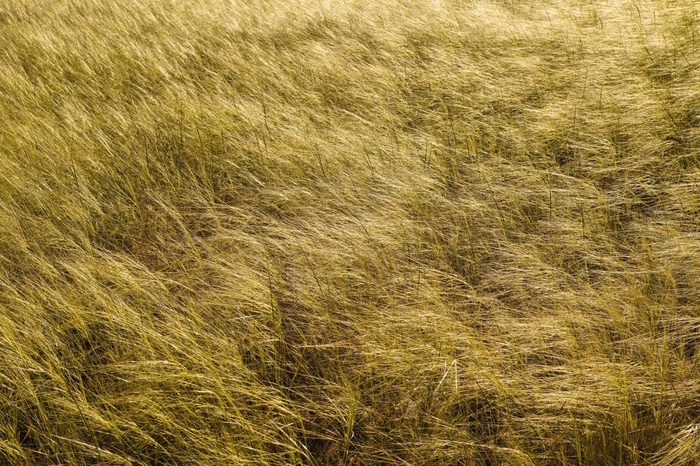Grasslands 1