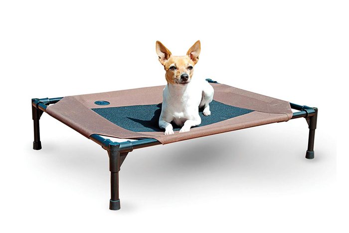 dog bed