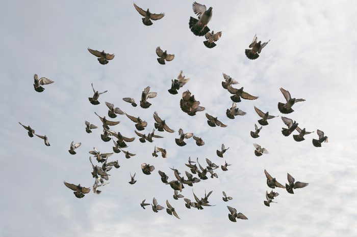 Flock of Birds