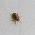 How to Get Rid of Stink Bugs