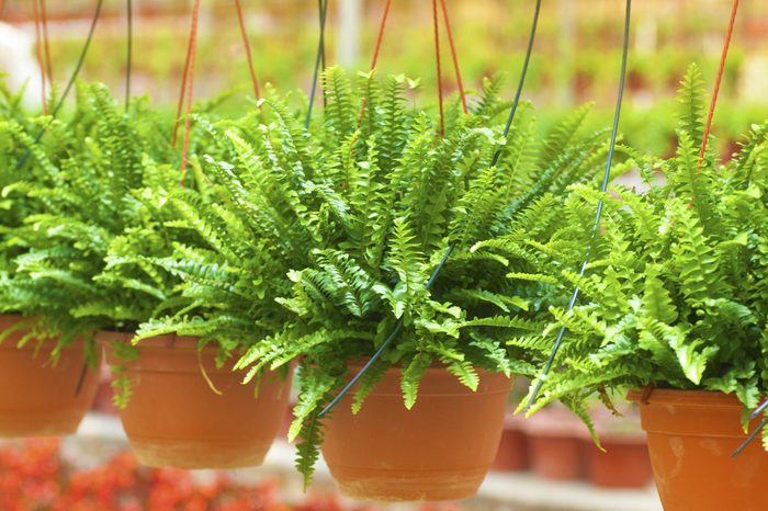 Many plant selling in greenhouse.