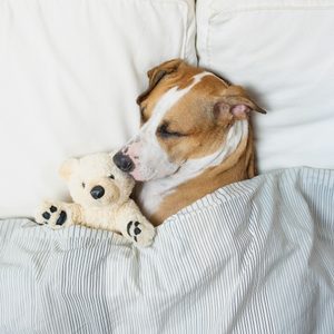 Dog sleeps cuddling teddy bear, covered with striped blanket on a white pillow, creating a cozy bedroom scene.