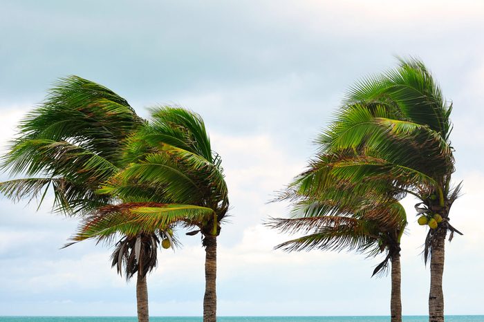 palms at hurricane