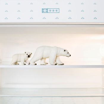 Polar bear figurines stand on a refrigerator shelf; the background is a clean, well-lit, empty fridge interior.