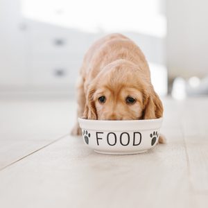 A puppy eats from a bowl labeled 