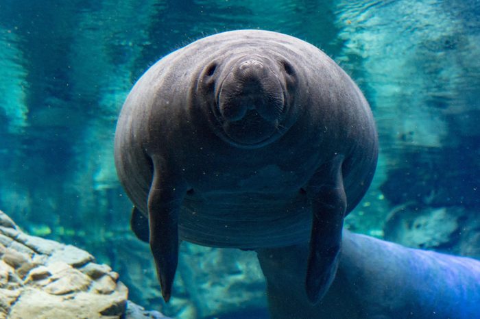 manatee close up portrait underwater