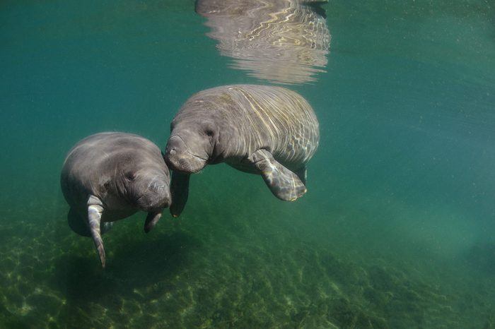 Manatees, Cristal River, Florida, USA