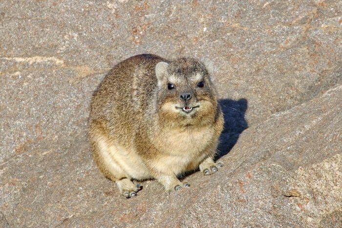 Table Mountain Rock Hyrax / Dassie