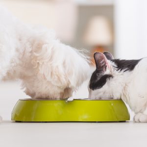 A dog and cat eat from a green bowl, set indoors in a softly lit room.