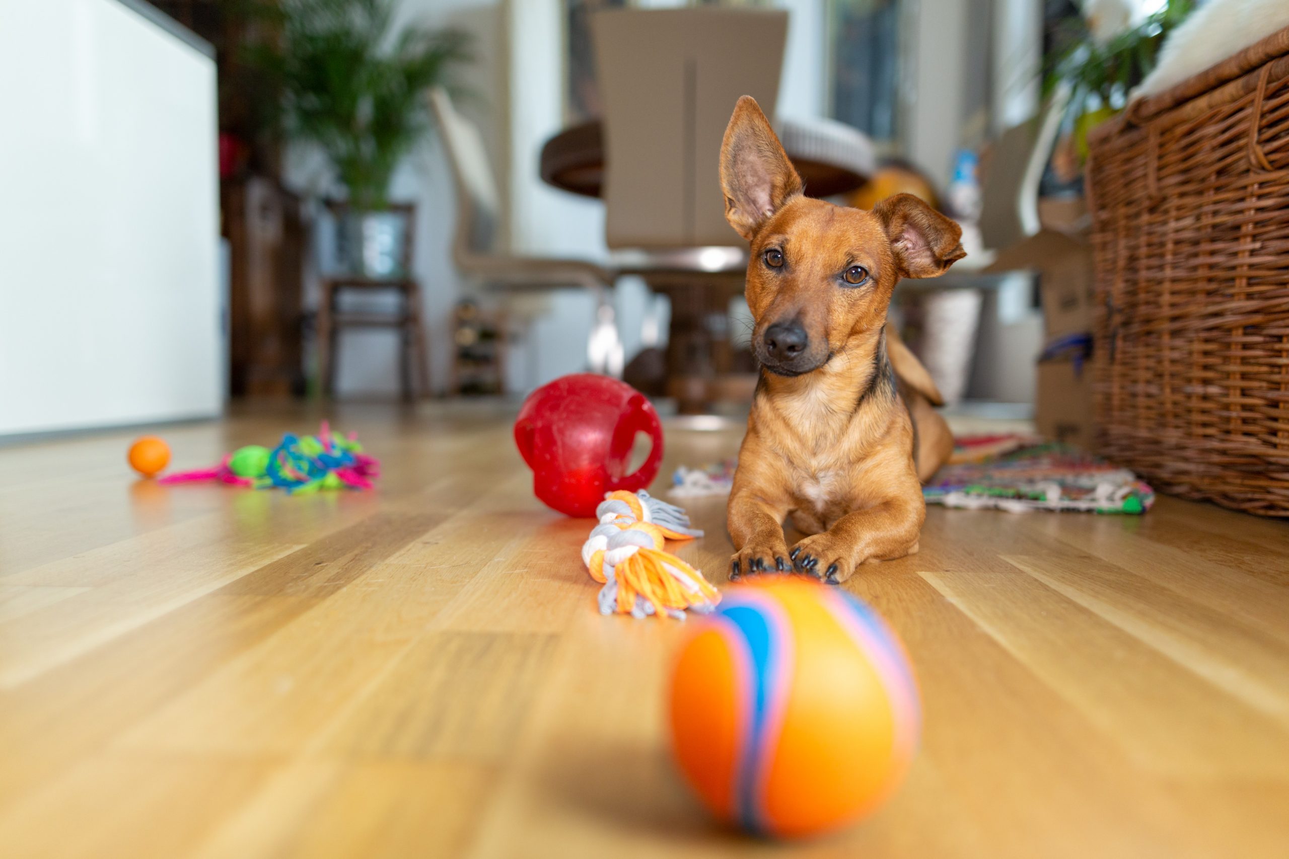 The 23 Best Dog Puzzle Toys for Bored Dogs